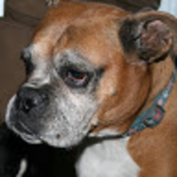 Profile Picture of Sonja Paprota (@shpaprota911) on Poshmark