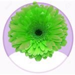Profile Picture of Andrew Abrahamson (@andrew_abrahamson) on Instagram