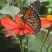 Profile Picture of Nancy Schlimgen (@nancys6501) on Pinterest
