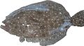 Profile Picture of Gulf flounderon Wikipedia