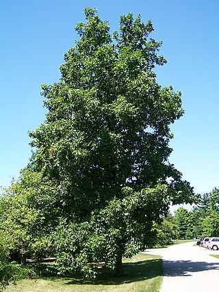 Profile Picture of Hickoryon Wikipedia