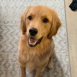 Profile Picture of Wiley, the mini golden. (@wylie_minigolden) on Instagram