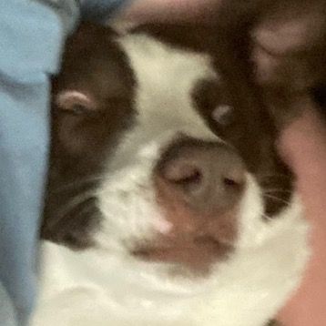 Profile Picture of Joseph Gillespie (@@joey_gill) on Tiktok