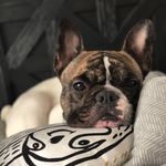 Profile Picture of Edelman the Frenchie (@edelman.the.frenchie) on Instagram