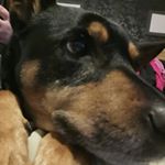 Profile Picture of Randy Parker (@captain_chomp101) on Instagram
