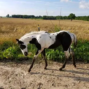 Profile Picture of Shane A 3068 (@shanealberson863) on Tiktok