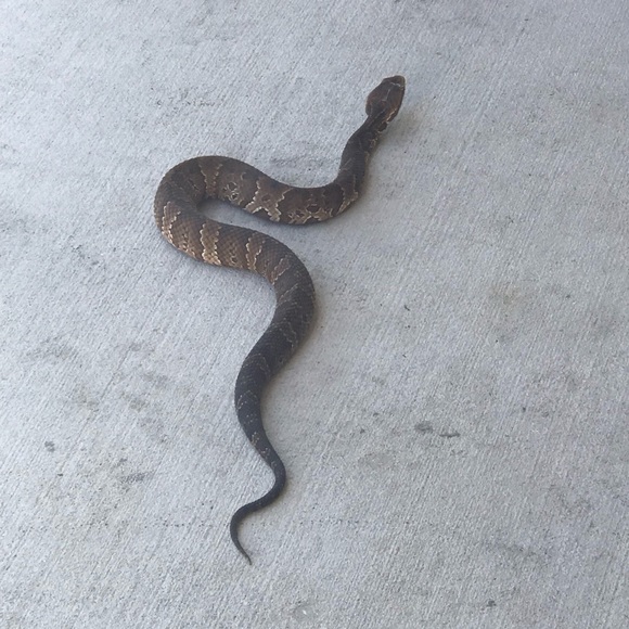 Profile Picture of Dariya Peretta (@ladydoc11) on Poshmark