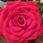 Profile Picture of Nancy Ovando (@novando4) on Instagram