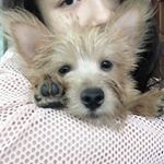 Profile Picture of England the Norwich terrier (@helloengland.norwich) on Instagram