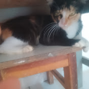 Profile Picture of Lenyk Emanuel (@LenykEmanuel) on Youtube