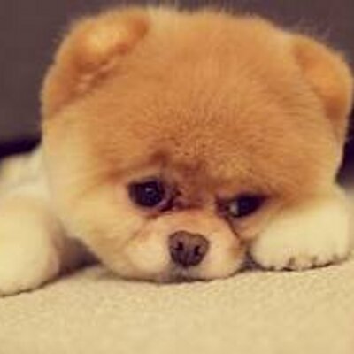 Yasmin Carvajal 123 - Twitter Profile Picture of Yasmin Carvajal 123 (@yasmincarvajal1) on Twitter