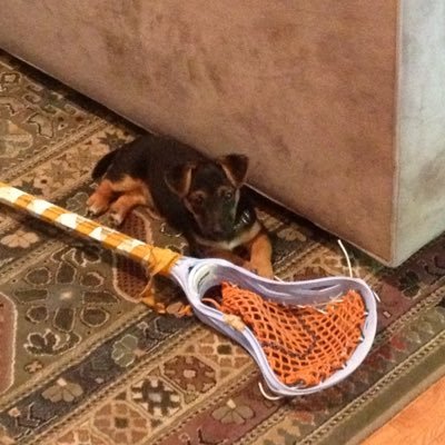 Profile Picture of Declan Healey (@DeckyHealey) on Twitter