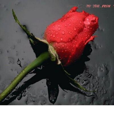Profile Picture of Avisek Chowdhury (@AvisekLisa) on Twitter