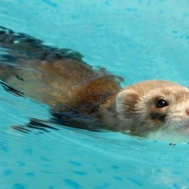 Profile Picture of Isaiah Rivers (@Booper_dooper1) on Twitter