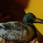 Profile Picture of Jerry The Duck (@jerry.the.duckie) on Instagram