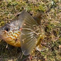 Profile Picture of Simon Carruthers (@phatfish50) on Twitter