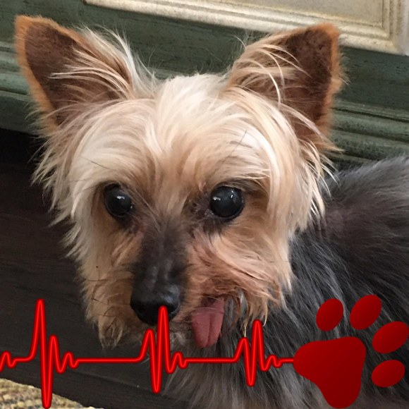 Profile Picture of Joni Lauzon (@sureluck258) on Poshmark