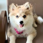 Profile Picture of Crystal Lyons-Tait (@diamond_pomsky) on Instagram
