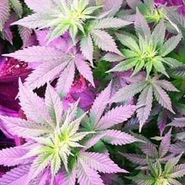 Profile Picture of Steven Hutchings (@stevenhutching) on Twitter