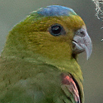 Profile Picture of Carlos Alberto Arias Aristizabal (@carlos alberto arias a.) on Flickr