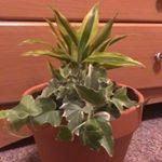 Profile Picture of Meghan’s Plant Child (@myplantferdinand) on Instagram