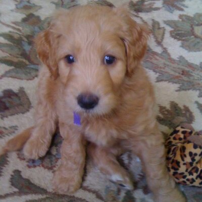 Profile Picture of Stacey Cordell (@cordell_stacey) on Twitter