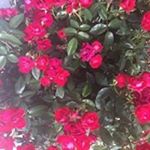Profile Picture of Delores Walker Baxter (@deloresbaxter) on Instagram