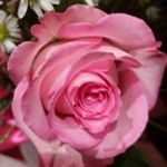 Profile Picture of Marisol Quevedo (@quevedo_m) on Instagram