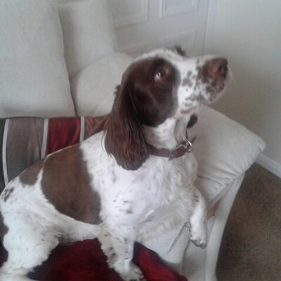 Profile Picture of Bouncer (@NutlandPaul) on Twitter