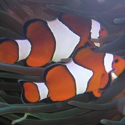 Profile Picture of Brad Watts (@@bradwatts) on Twitter