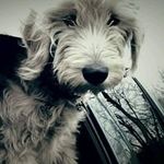 Profile Picture of Tanya Bradley Halcomb (@tanyahalcomb) on Instagram
