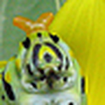 Profile Picture of Marli H (@mhh9p2l5daisylady) on Flickr