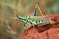 Profile Picture of Poekilocerus pictuson Wikipedia