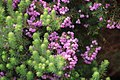 Profile Picture of Erica catervifloraon Wikipedia
