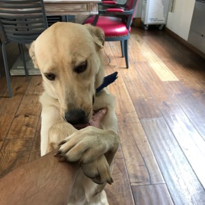 Profile Picture of Daniel Sotelo (@DanielSotelo69) on Twitter