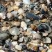 Profile Picture of Janet Scott Parisi (@janet_parisi) on Pinterest