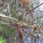 Profile Picture of Kristina Codling (@kristinacodling) on Instagram