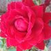 Profile Picture of Jennifer Dickinson Carreiro (@forevermama22) on Pinterest