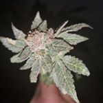 Profile Picture of Bob (@bobsgarden619) on Instagram