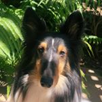 Profile Picture of bradley fox || the sheltie (@bradley_fox_ireland) on Instagram