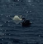 Profile Picture of Aatrayee Basak (@Aatrayee-Basak) on Facebook