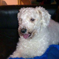 Profile Picture of Mark Bamonte (@markbamonte) on Tiktok