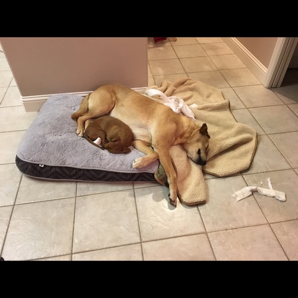 Profile Picture of Danielle Kjar (@daniellekjar) on Poshmark