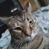 Profile Picture of James Oman (@jamesoman3) on Tiktok