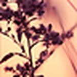 Profile Picture of Shantha Fountain (@pithy_panda) on Flickr