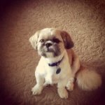 Profile Picture of bradtebo1 (@bradtebo1) on Instagram