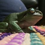 Profile Picture of Eva Bryant (@girl_and_frog) on Instagram