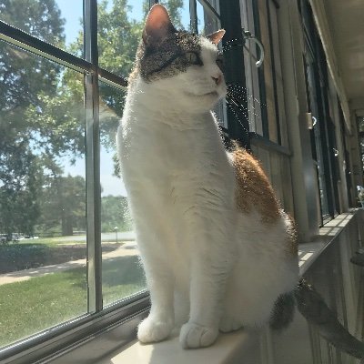 Profile Picture of Frances, First Cat Of Kansas (@FirstCatofKS) on Twitter