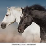 Profile Picture of Stefani Adkins (@Stefani-Adkins) on Facebook