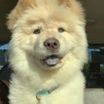 Profile Picture of Kirby Rose (@kirbythechow) on Instagram